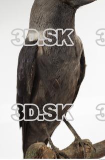 Jackdaw - Corvus monedula 0034